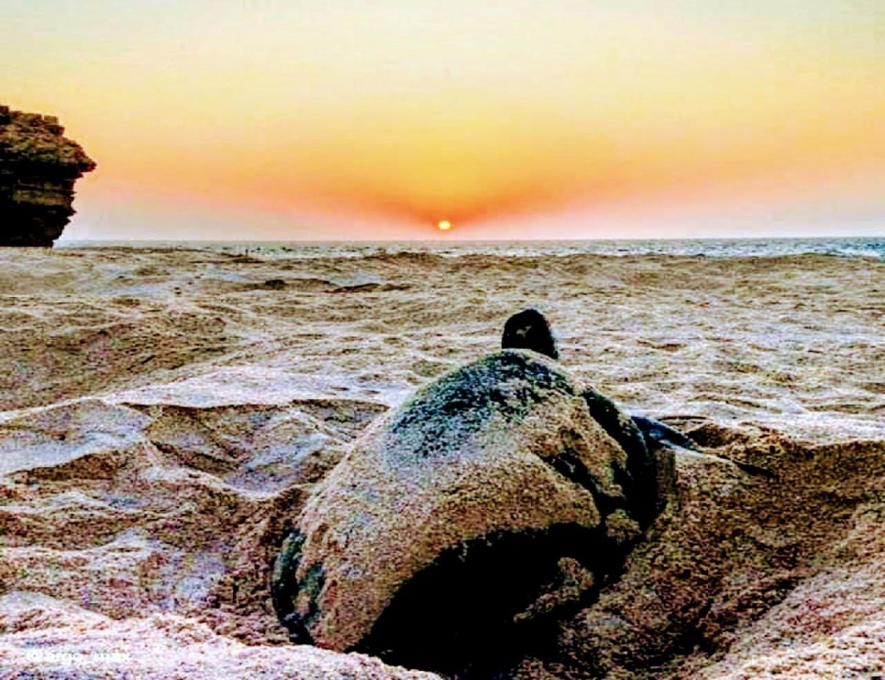Turtle Guest House Sur Esterno foto